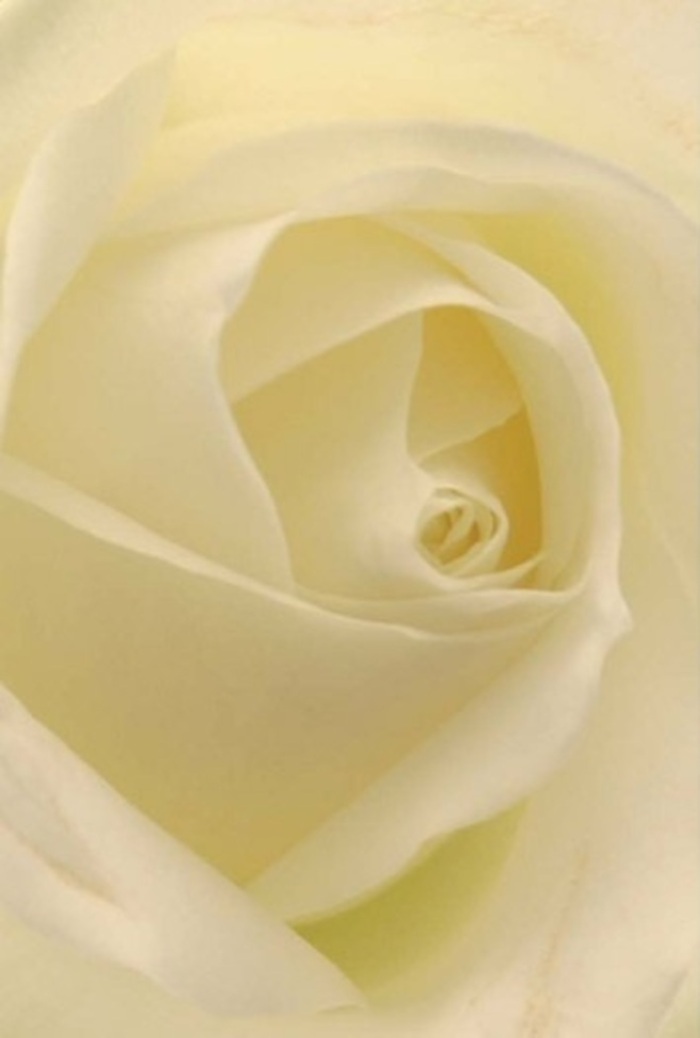 Viewed closely, this classic white rose captivates with its harmonious blend of softness and structure. The petals layer in a flawless spiral, merging creamy whites with subtle hints of pale amber in the gentle, enveloping light-a setting reminiscent of Sutton's tranquil parks and leafy neighborhoods. Each layer is imbued with tranquility, reflecting the calm rhythm of daily life along Sutton High Street or the welcoming warmth at a family table in Belmont. The bloom's perfect core speaks to purity, while delicate gradients of colour and enriching shadows reveal its inherent resilience. It is, above all, a symbol of grace-perfectly suited to any meaningful occasion: a loving apology, a wedding in one of Sutton's historic venues, or as a centrepiece celebrating friendship. The technical skill of Sutton Flowers is evident in every nuance, each rose selected for shape, softness, and subtle fragrance. The arrangement's serene aura promises a sense of comfort and quiet celebration, whether delivered for a joyful event or a gentle farewell. This is more than just a flower; it's the touchstone of heartfelt emotion and local tradition.